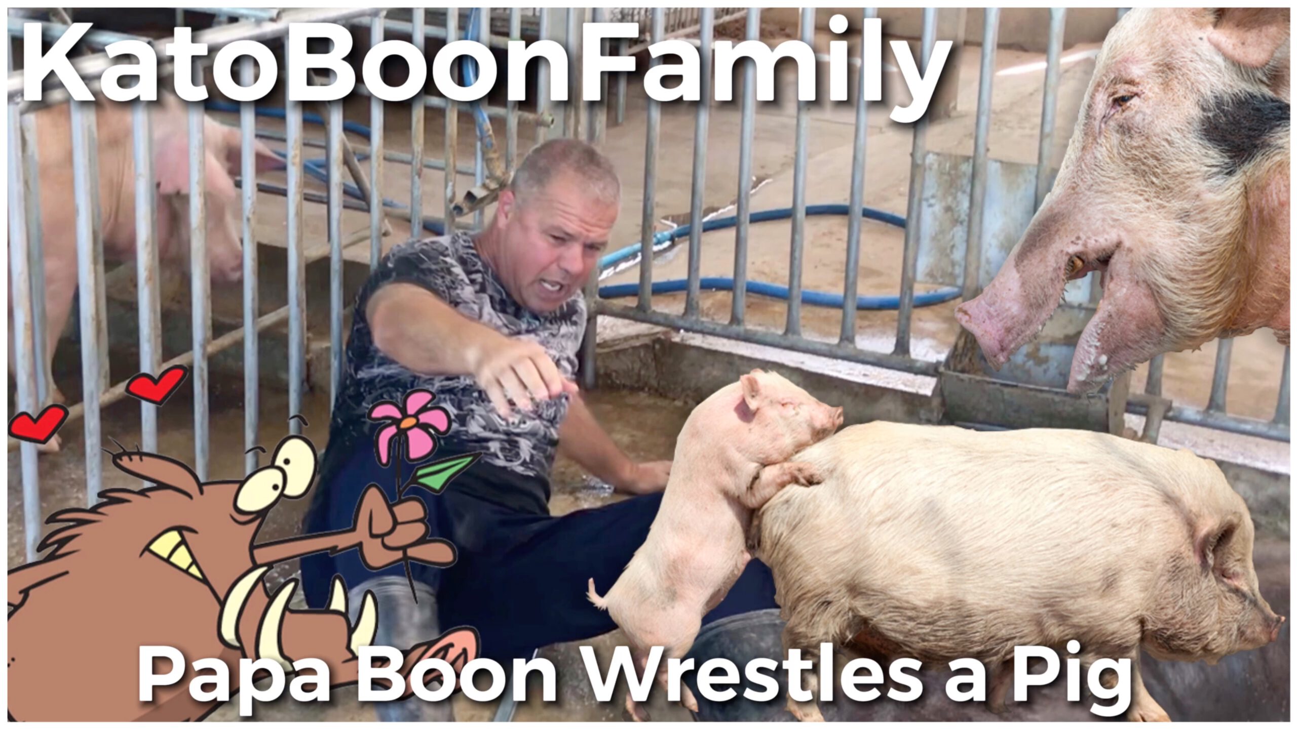 Papa Bas Boon wrestles a Funny Pig. Kato Boon Family